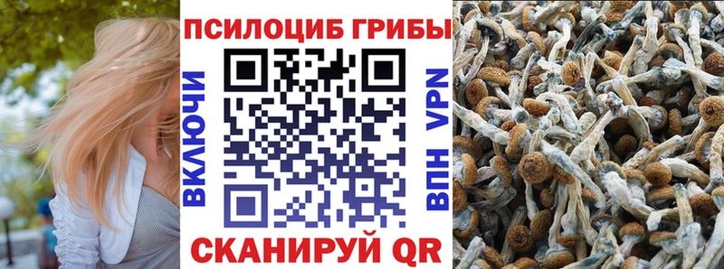 Псилоцибиновые грибы Psilocybine cubensis  Волжский 